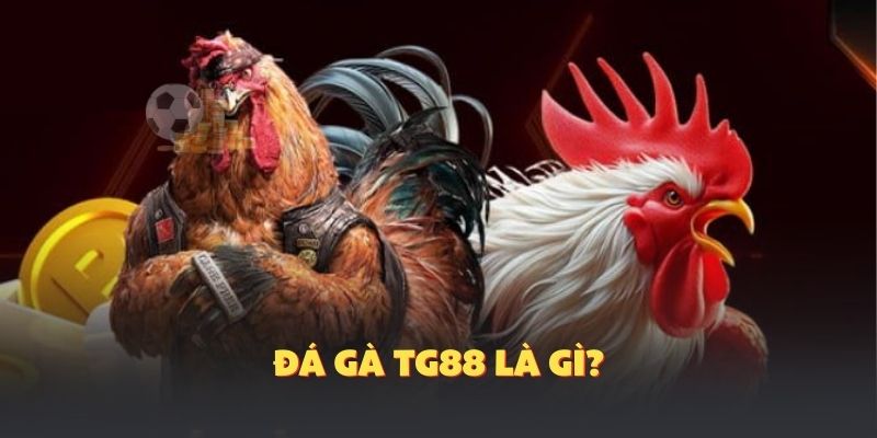 Giới thiệu sảnh cược nhà cái: Đá gà TG88